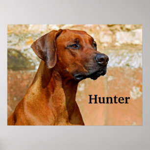Rhodesian Ridgeback Dog Poster