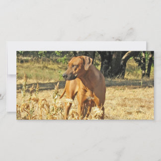 Rhodesian Ridgeback Greeting Card