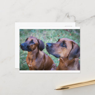 rhodesian-ridgeback-group postcard