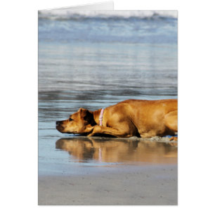 Rhodesian Ridgeback - Is the Water Cold?