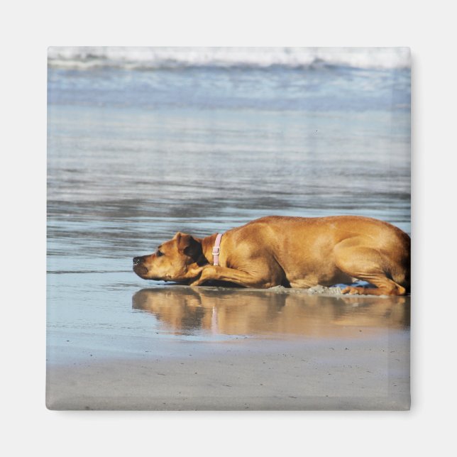 Rhodesian Ridgeback - Is the Water Cold? Magnet (Front)