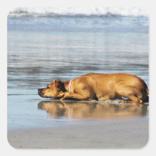 Rhodesian Ridgeback - Is the Water Cold? Square Sticker