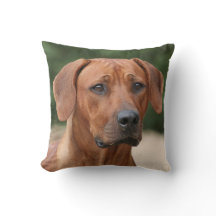 Rhodesian Ridgeback kiss