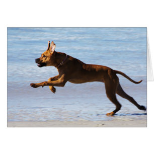 Rhodesian Ridgeback - Leap