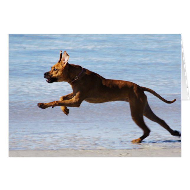 Rhodesian Ridgeback - Leap (Front Horizontal)