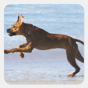 Rhodesian Ridgeback - Leap Square Sticker