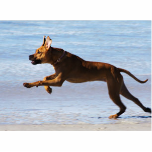 Rhodesian Ridgeback - Leap Standing Photo Sculpture