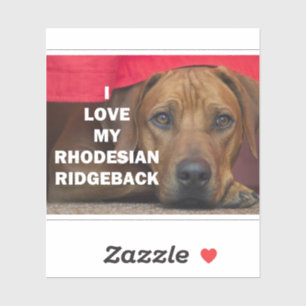 rhodesian-ridgeback love w pic