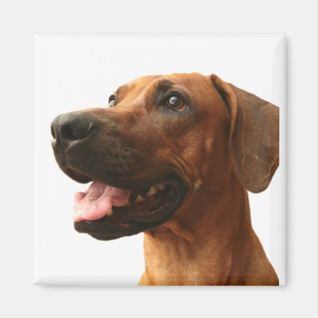 Rhodesian Ridgeback Magnet (Front)