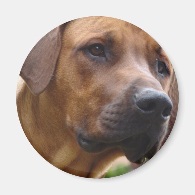 Rhodesian Ridgeback Magnet (Front)