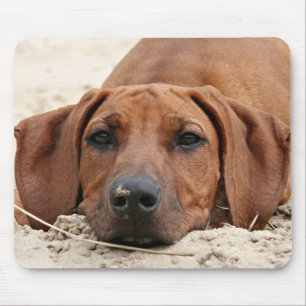 Rhodesian Ridgeback mousepad