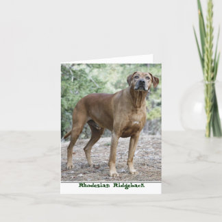 Rhodesian Ridgeback Notecards