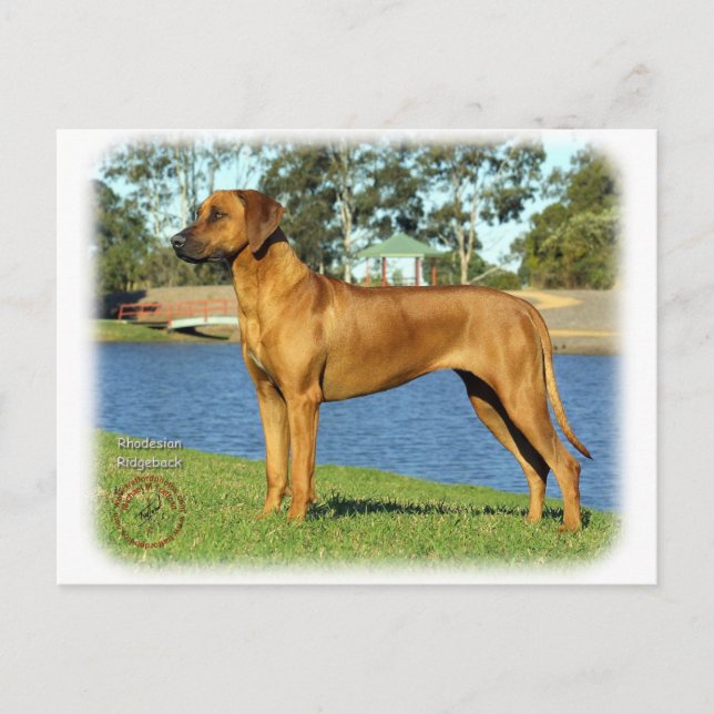 Rhodesian Ridgeback Postcard (Front)