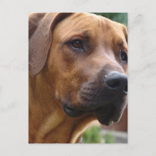 Rhodesian Ridgeback Postcard