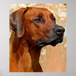 Rhodesian ridgeback poster