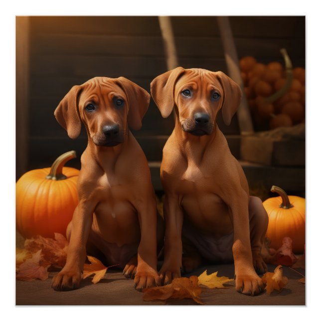 Rhodesian Ridgeback Puppy Autumn Delight Pumpkin  Poster (Front)