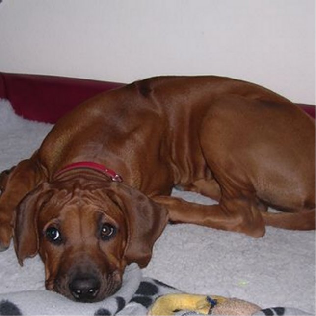 Rhodesian_Ridgeback_puppy Photo Sculpture Key Ring (Front)
