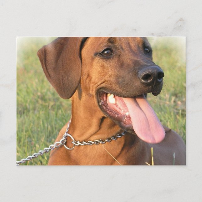 Rhodesian Ridgeback Rescue Postcard (Front)