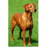 Rhodesian Ridgeback sculpture Standing Photo Sculpture<br><div class="desc">A Rhodesian Rigeback cut out sculpture on acrylic stand.</div>