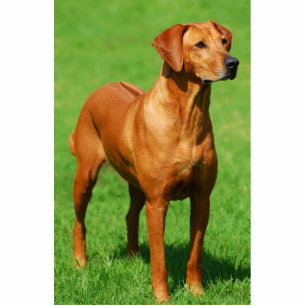 Rhodesian Ridgeback sculpture Standing Photo Sculpture