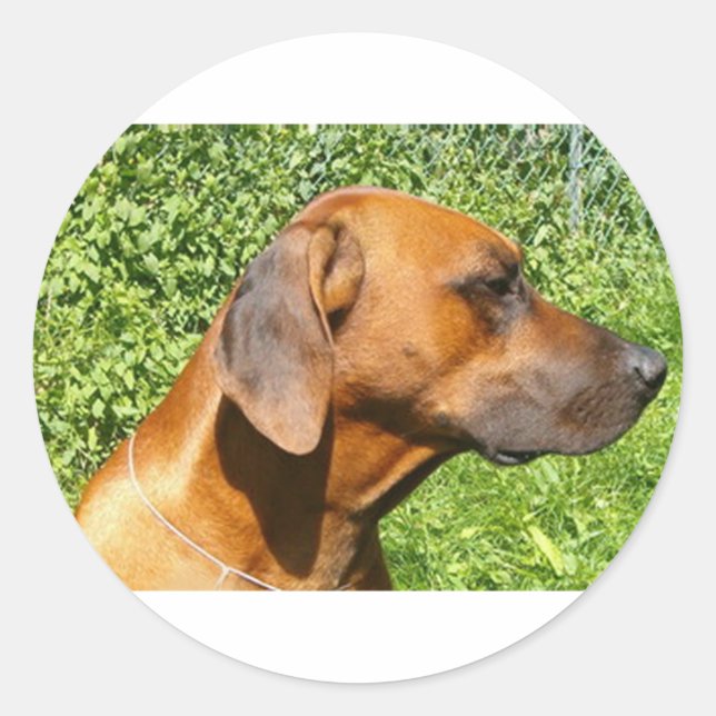 rhodesian ridgeback second classic round sticker (Front)