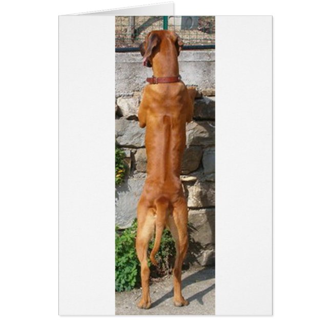 rhodesian ridgeback standing (Front)