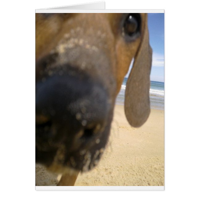 Rhodesian Ridgeback Stuff (Front)