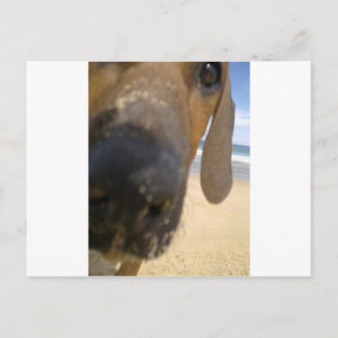 Rhodesian Ridgeback Stuff Postcard