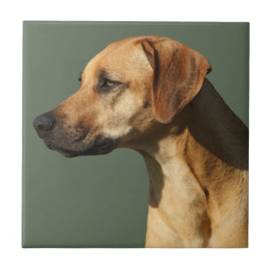 Rhodesian Ridgeback Tile