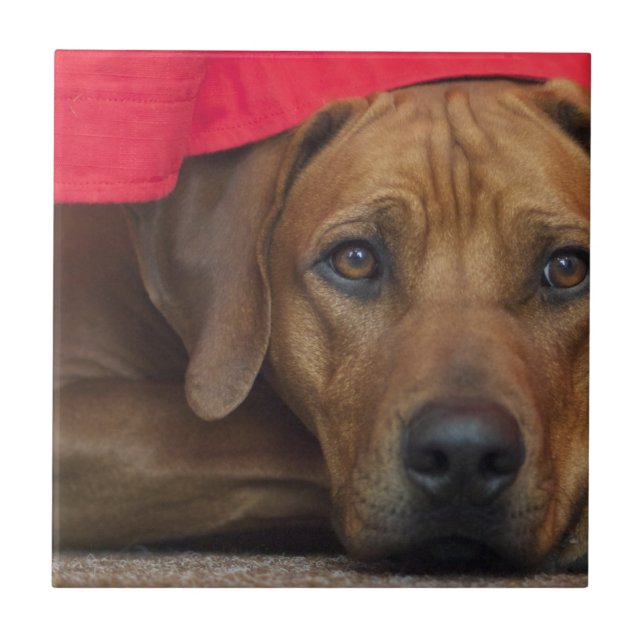rhodesian-ridgeback tile (Front)
