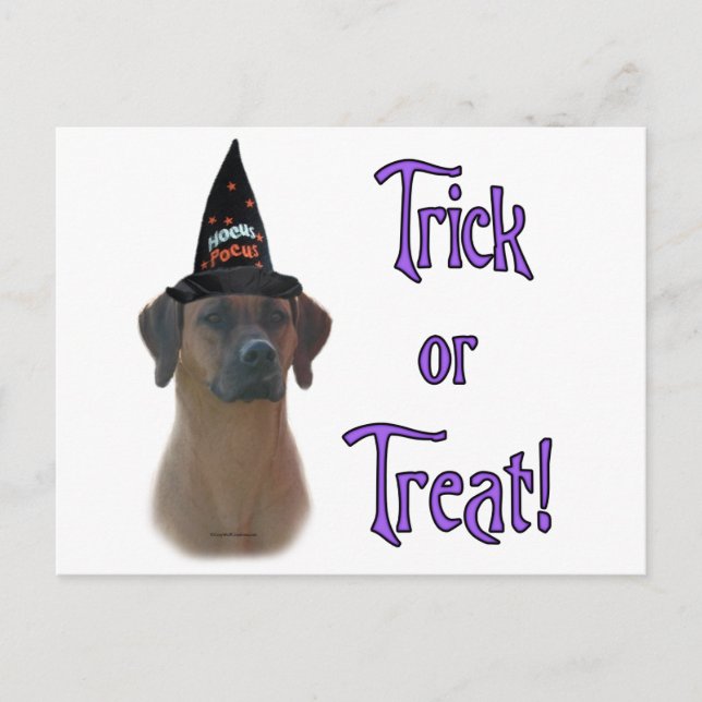 Rhodesian Ridgeback Trick Postcard (Front)