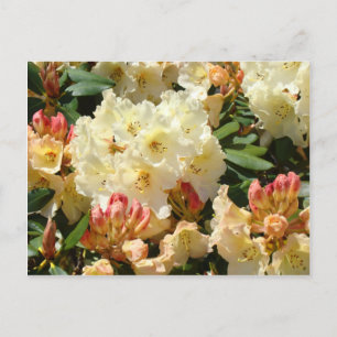 Rhodies Yellow Cream Orange Rhododendro Flowers Postcard