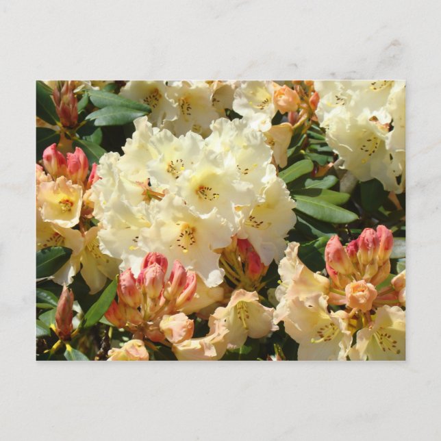 Rhodies Yellow Cream Orange Rhododendro Flowers Postcard (Front)