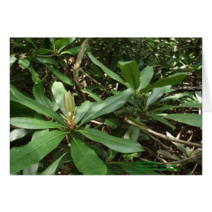 Rhododendron