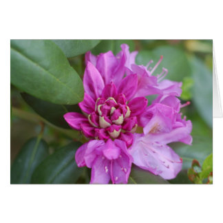 Rhododendron