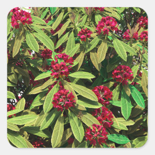 Rhododendron Bloom Square Sticker