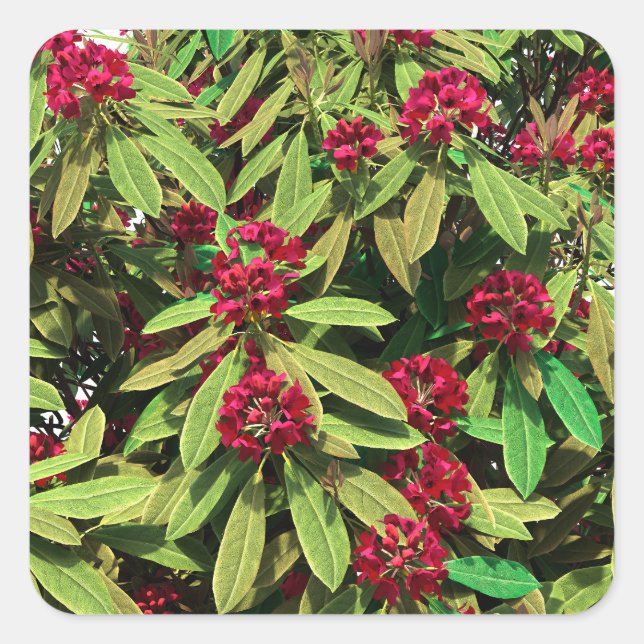 Rhododendron Bloom Square Sticker (Front)