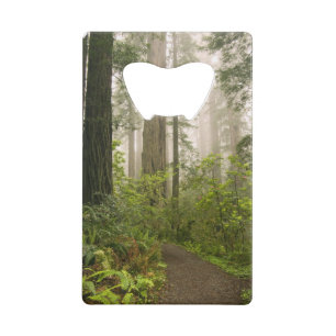 Rhododendron blooming among the Coast Redwoods /