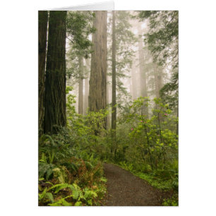 Rhododendron blooming among the Coast Redwoods /