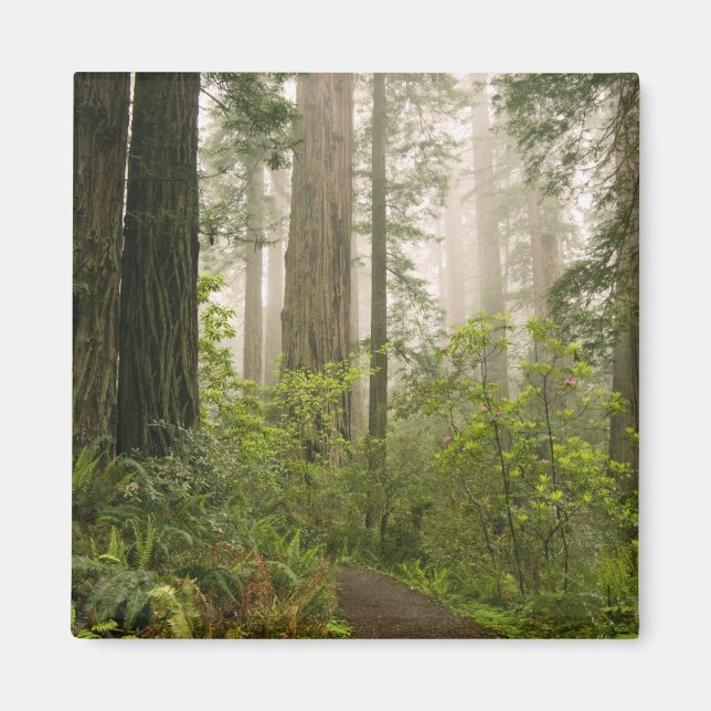 Rhododendron blooming among the Coast Redwoods / Magnet (Front)