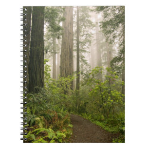 Rhododendron blooming among the Coast Redwoods / Notebook