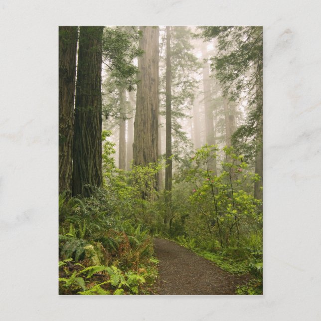 Rhododendron blooming among the Coast Redwoods / Postcard (Front)