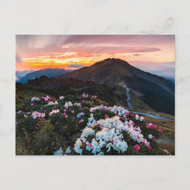 Rhododendron Blooming | Taroko National Park Postcard (Front)