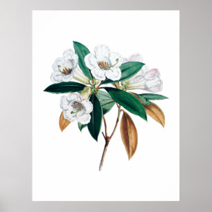 Rhododendron botanical print