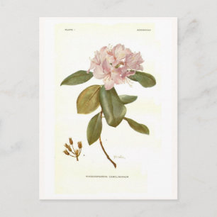 Rhododendron carolinianum postcard