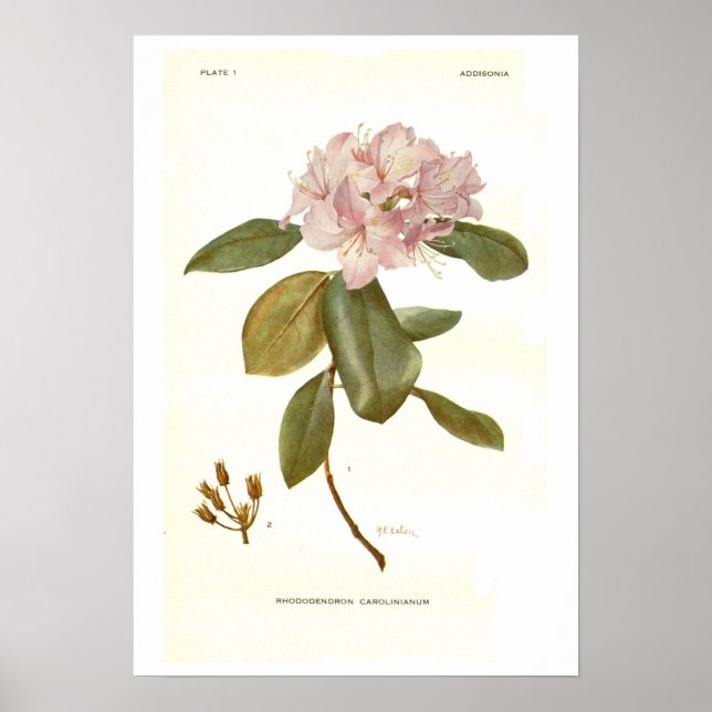 Rhododendron carolinianum poster (Front)