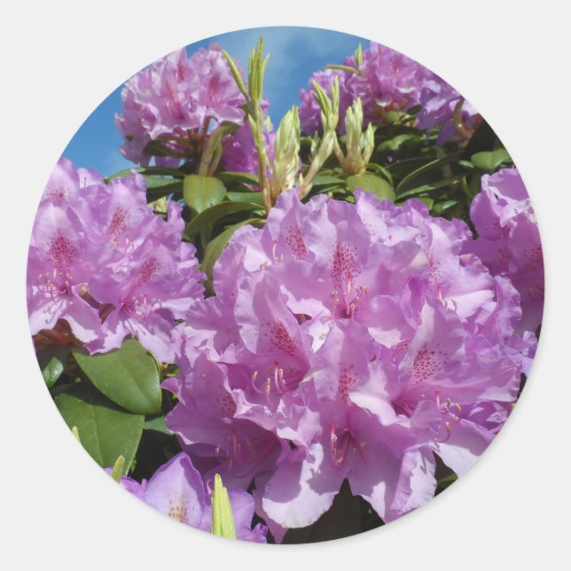 Rhododendron Classic Round Sticker (Front)