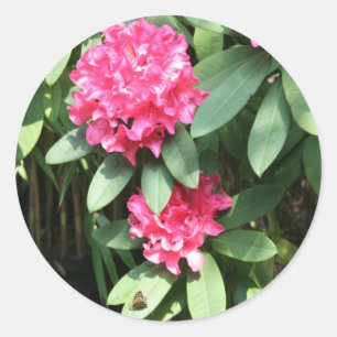 Rhododendron Classic Round Sticker