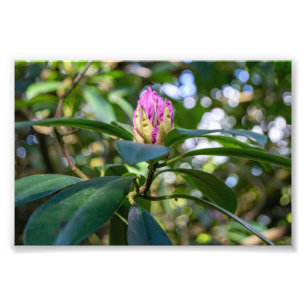 Rhododendron Flower Bud Photo Print
