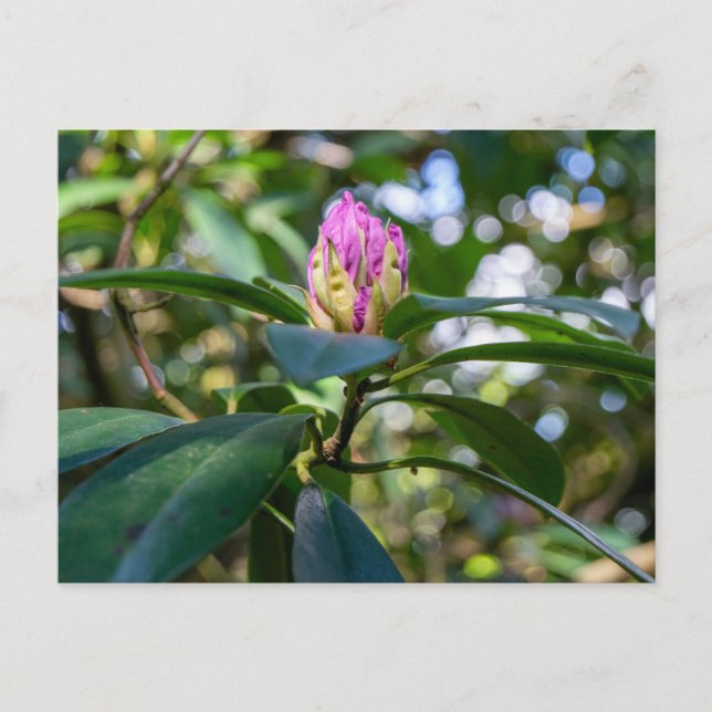 Rhododendron Flower Bud Postcard (Front)